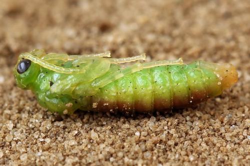 Réf. 223 100 : Dolerus aericeps